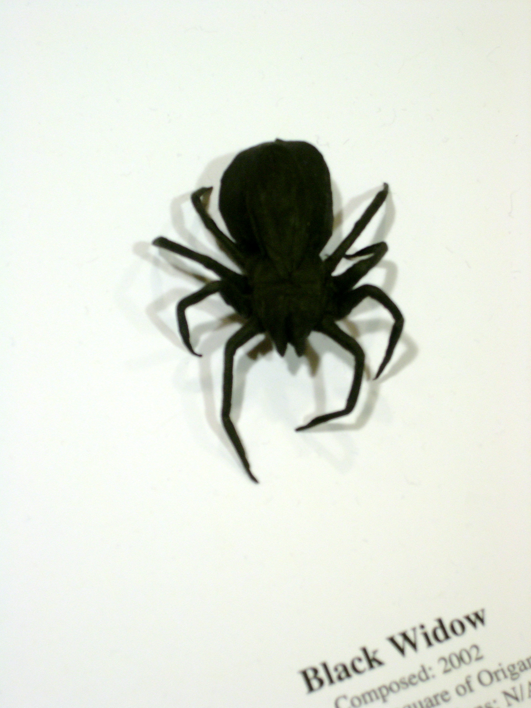 black widow spider