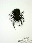 black widow spider