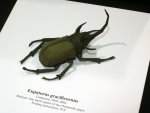 eupatorus gracilicornus (horned beetle?)
