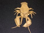 lobster