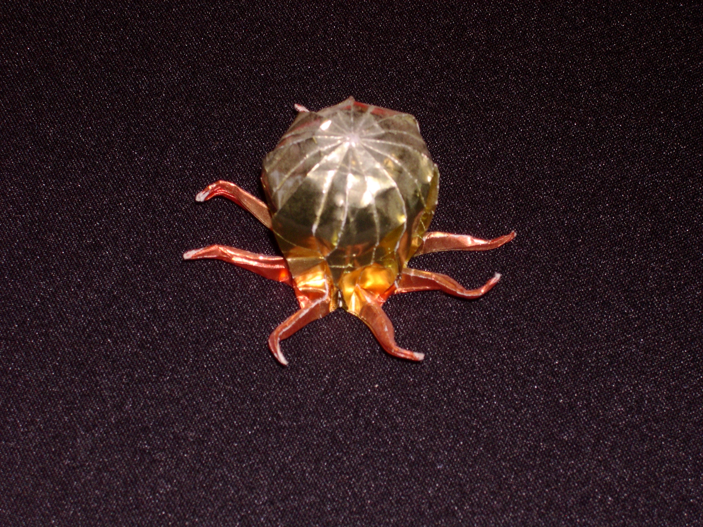 octopus