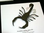scorpion varileg