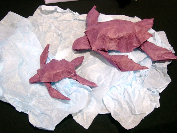 sea turtles