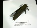 shizuoka cicada