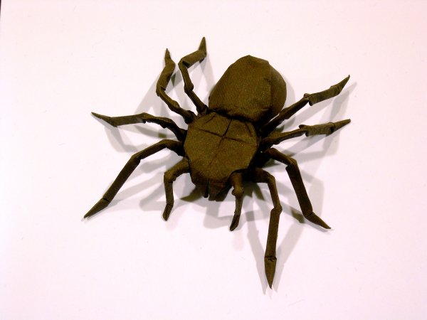 spider