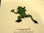 tree frog 2