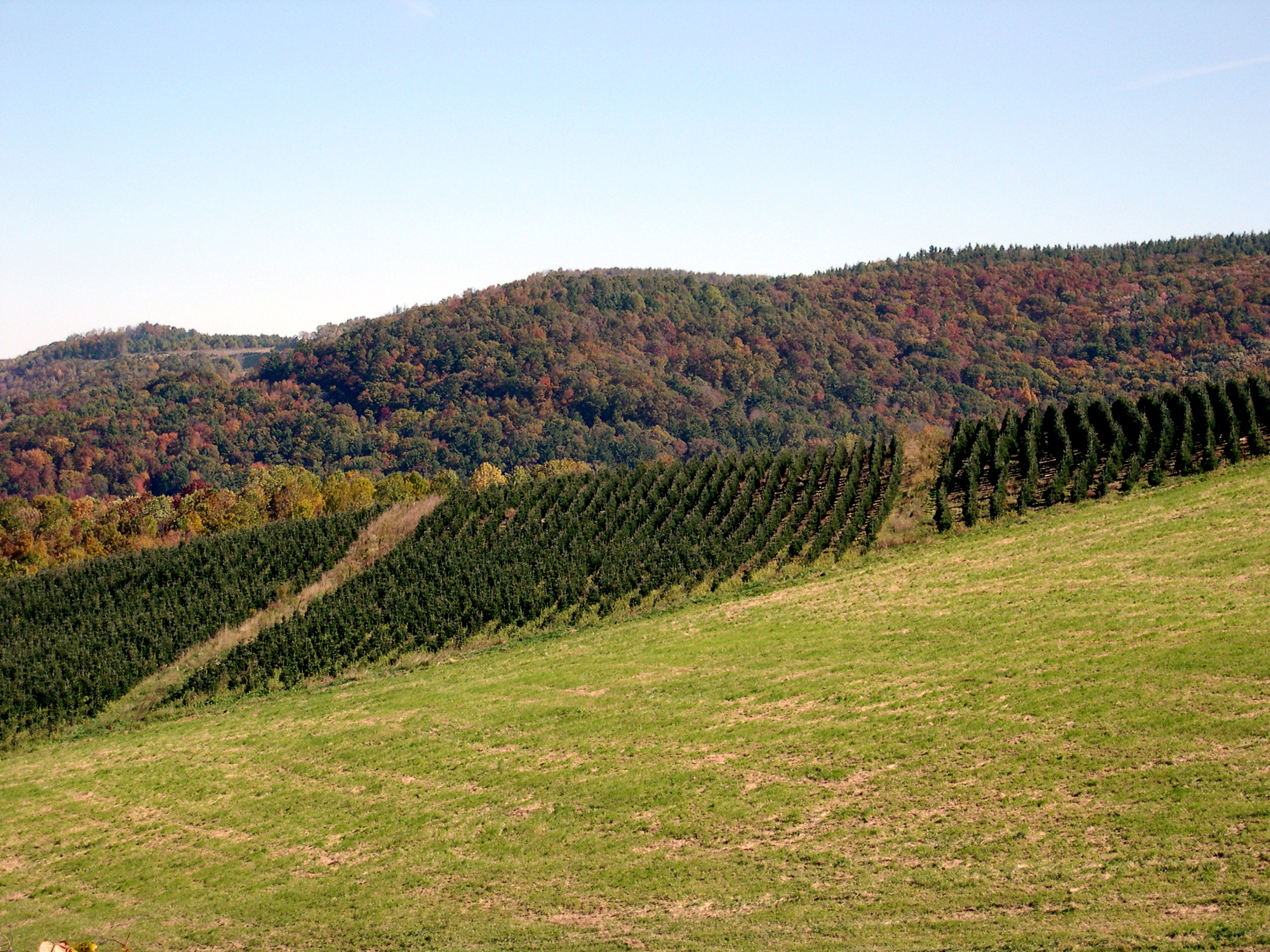 Lots of Christmas tree farms out there.