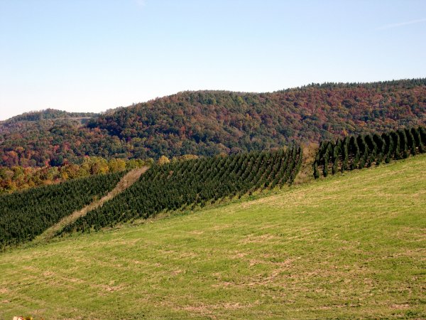 Lots of Christmas tree farms out there.