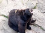 You *can* feed the bears here (well, some of them anyways) and this one was GREAT at catching food in his mouth!