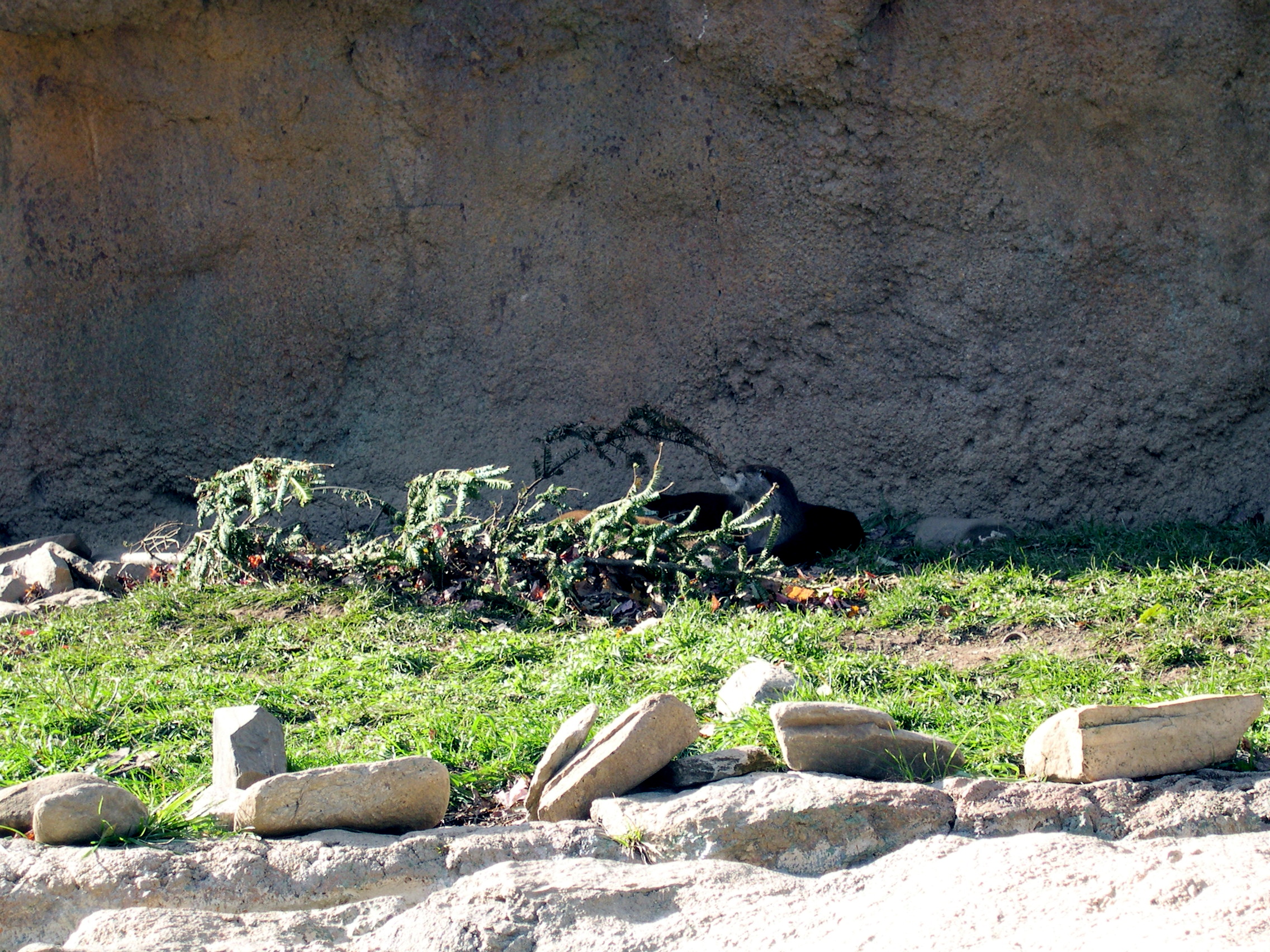 You wouldn't know it if I didn't tell you, but there's otters back there.