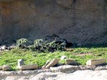You wouldn't know it if I didn't tell you, but there's otters back there.