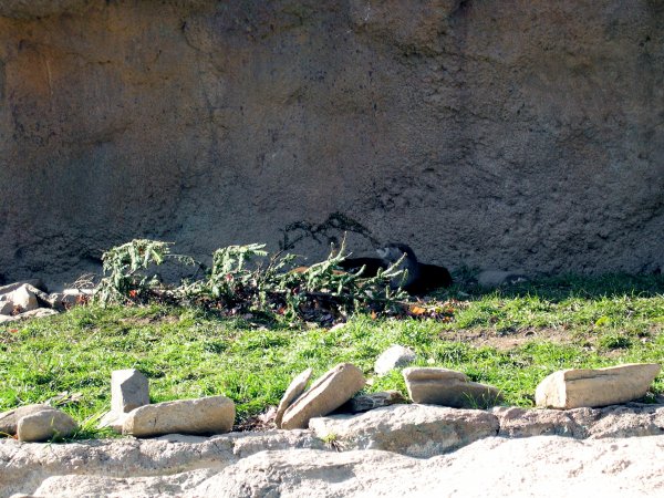 You wouldn't know it if I didn't tell you, but there's otters back there.