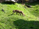 Cougar/Mountain Lion