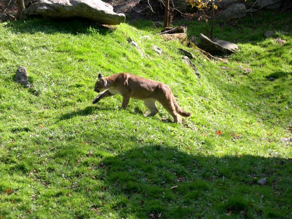 Cougar/Mountain Lion