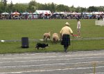 sheep herding (1)