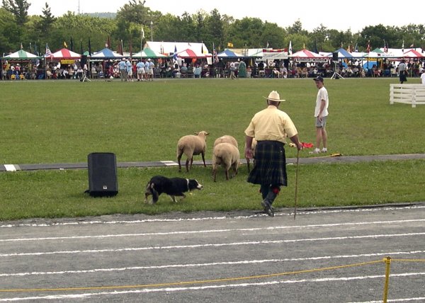 sheep herding (1)