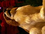 barking dog at the Bellagio
