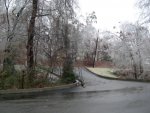 Downed tree near the driveway exit