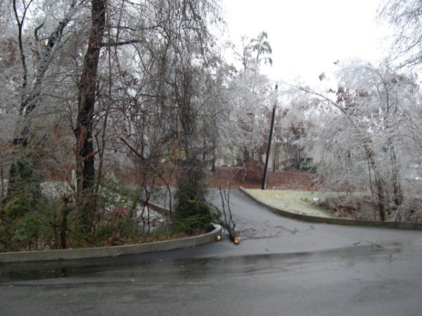 Downed tree near the driveway exit