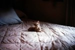 Puff as a kitten (3)