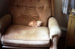 Puff as a kitten (4)