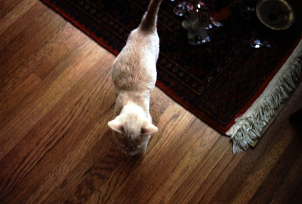 Puff as a kitten (5)