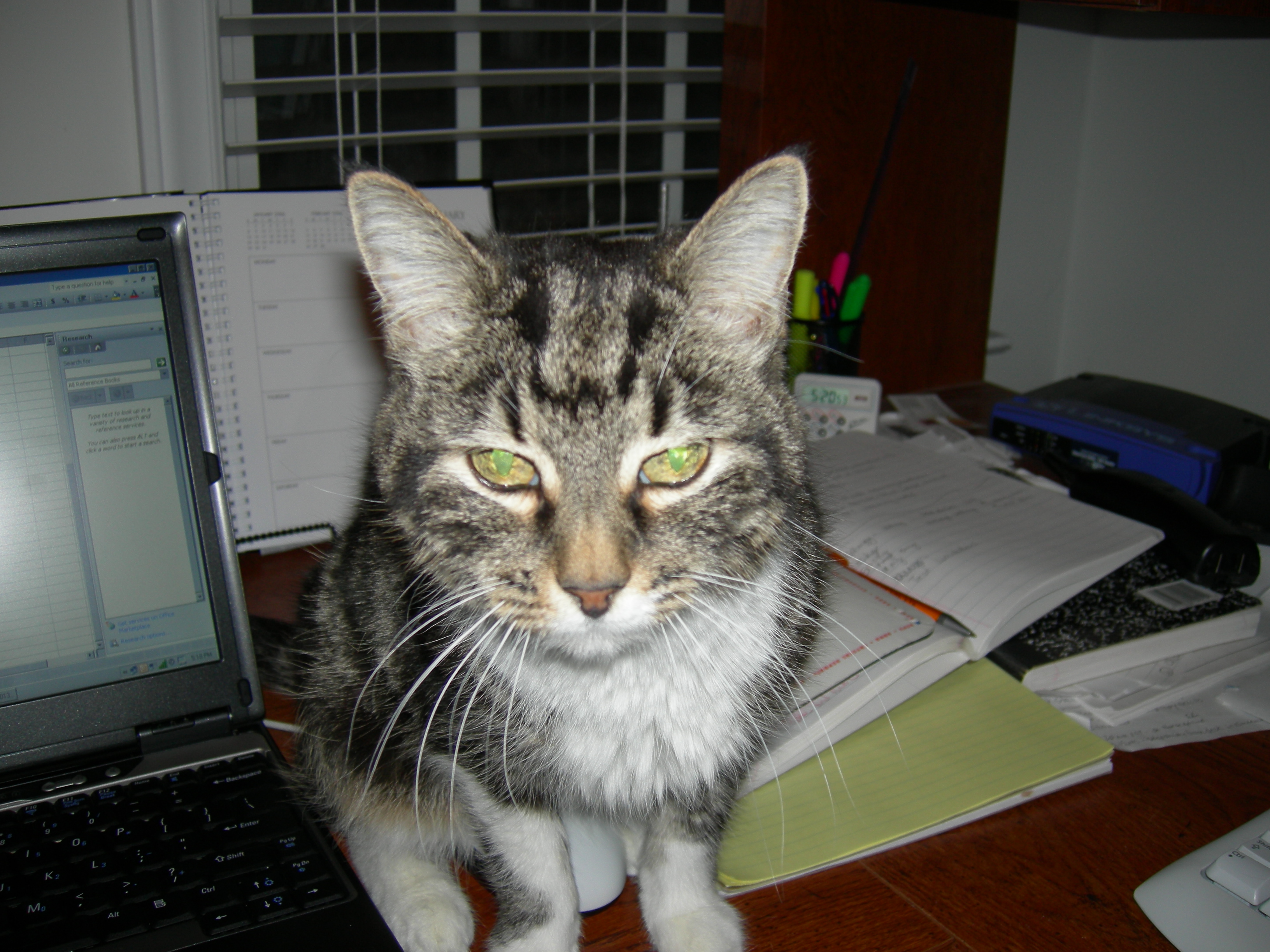 Squeak sitting on the mouse (3)