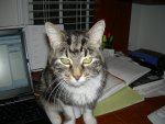 Squeak sitting on the mouse (3)