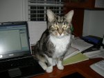 Squeak sitting on the mouse (4)