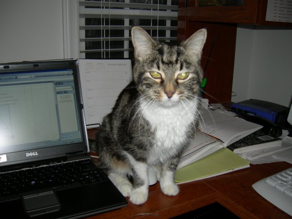 Squeak sitting on the mouse (4)