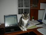 Squeak sitting on the mouse (5)