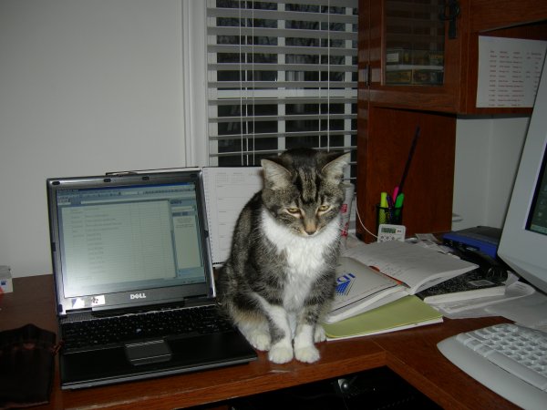 Squeak sitting on the mouse (5)