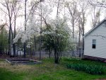 Dogwood on Cynthia's lot line (1)