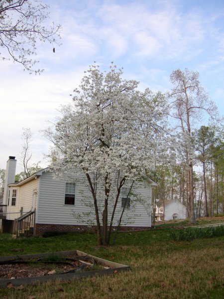 Dogwood on Cynthia's lot line (4)