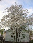 Dogwood on Cynthia's lot line (5)