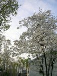 Dogwood on Cynthia's lot line (6)