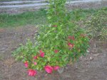 Cynthia's rose bushes (1)