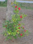 Cynthia's rose bushes (2)