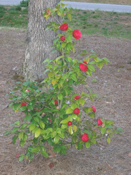 Cynthia's rose bushes (2)