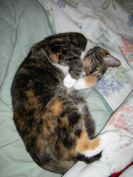 Boo kitty curled up