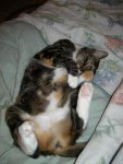 Boo kitty on her back