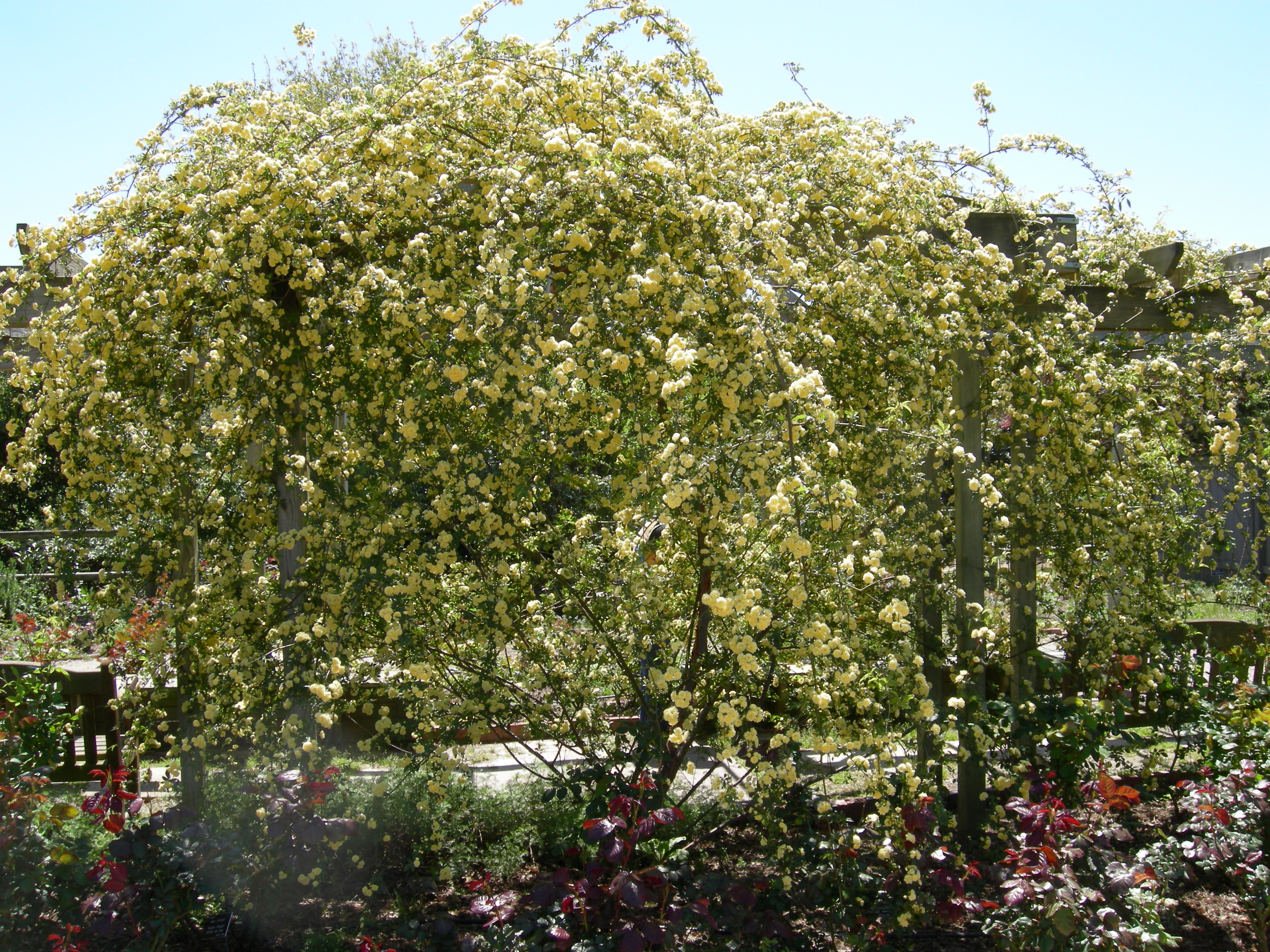 DSCN0285