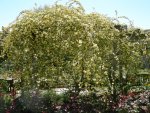 DSCN0285
