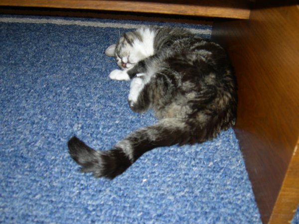 Squeak curled up under the coffee table
