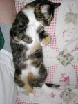 Boo kitty laying against my leg