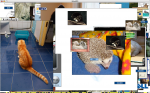 animal time -- that cat hates the litter box I think