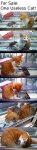 For Sale: One Useless Cat