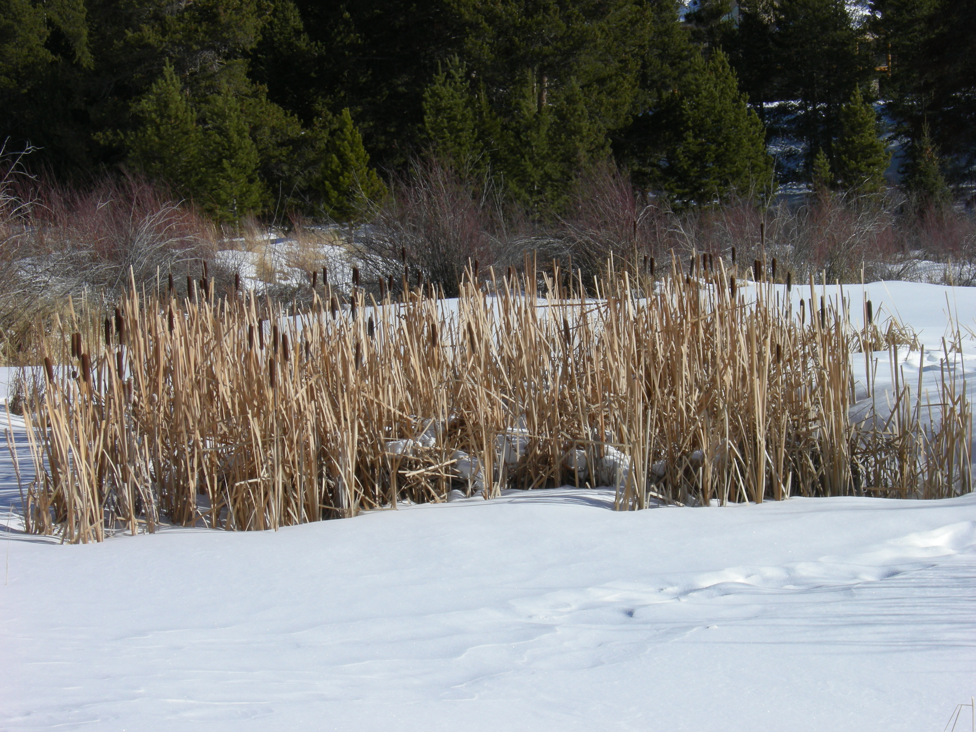 cattails in the snow