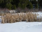 cattails in the snow