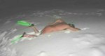 snorkeling-in-colorado